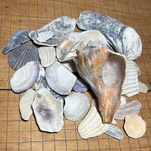 Whelk Shell 4”Lx2.5”x2”H w Oyster and Weathered Seashell Collection